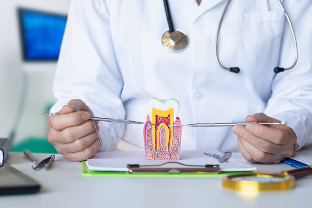 Best Orthodontic Emergency Dentist in Tangerine, FL
